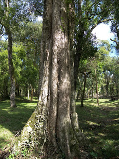 Arbol Guayubira Arbol Guayubira