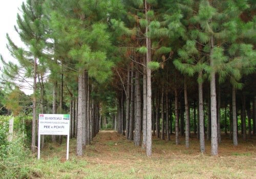 elliotis arbol Pino elliottii en misiones hibrido
