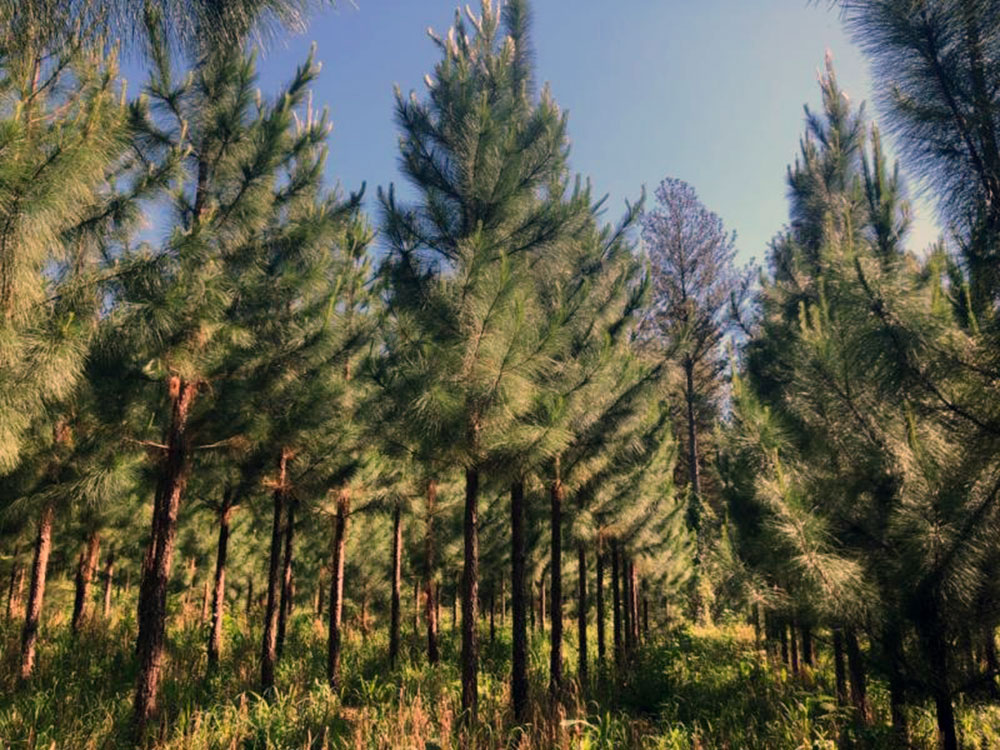elliotis arbol taeda en misiones