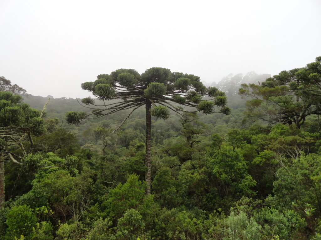 Arbol pino parana en misiones