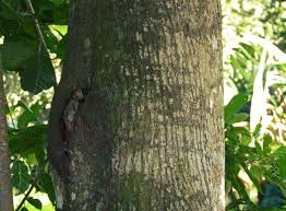 Arbol Guayubira misiones