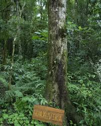Arbol Guayubira Misiones estado nativo Arbol Guayubira Misiones estado nativo