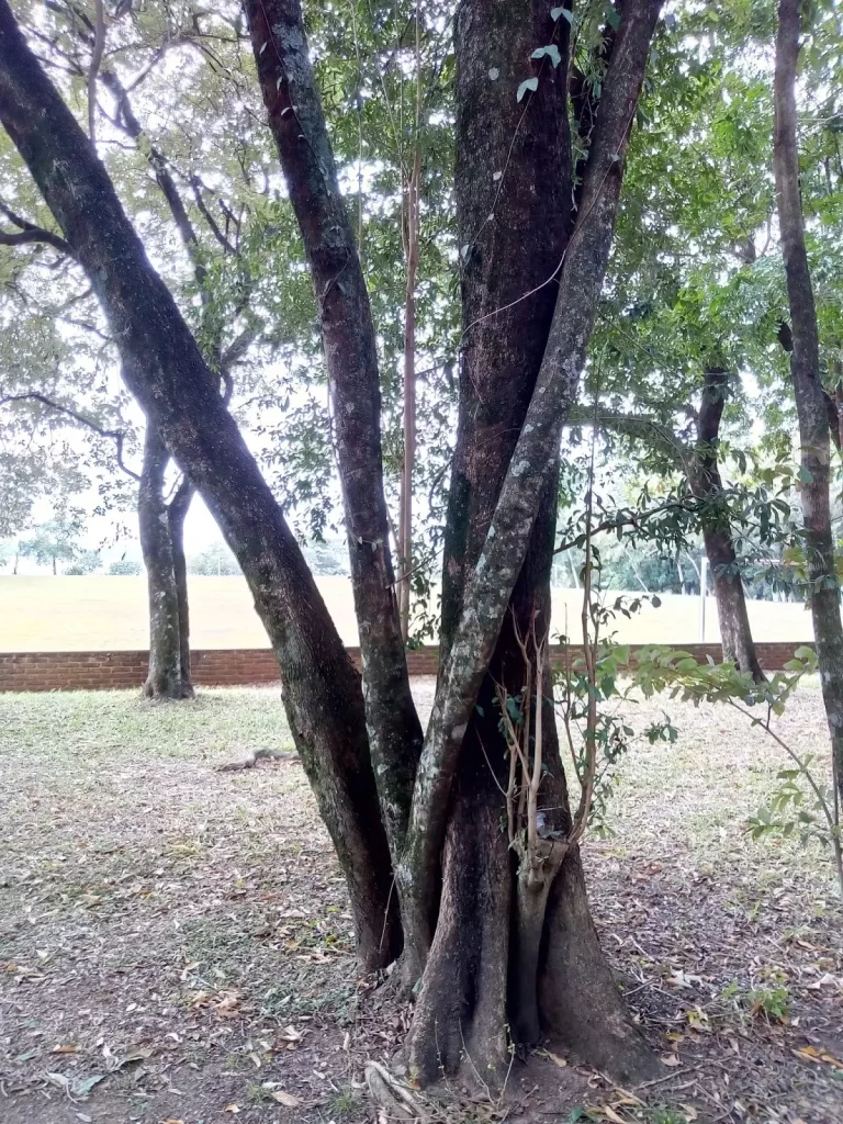 Arbol Guayubira Misiones Caraguatay Madera Guayubira Misiones Caraguatay