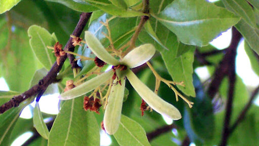 Fruto arbol guayubira Fruto arbol guayubira